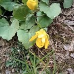 phoca_thumb_m_kytiky a ba 4 Fotogalerie
